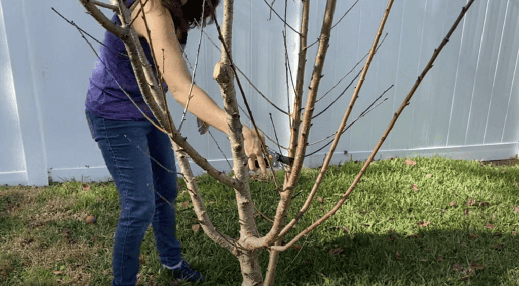 thinning peach tree cuts